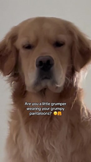 When you got a case of the Monday grumpies | grumpy dog