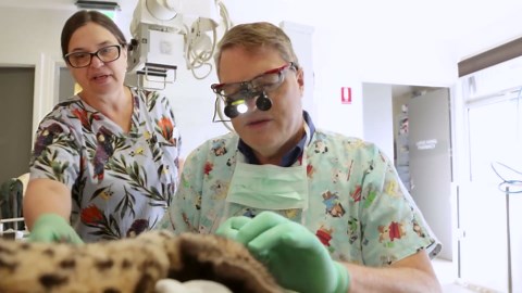 Cheetah Sansa's root canal surgery a success