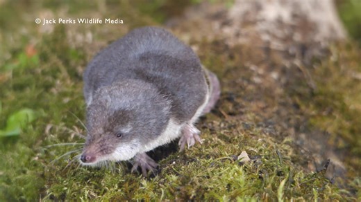 This is a water shrew the largest of Britains shrews and the only venomous mammal here! | Jack Perks Wildlife Media