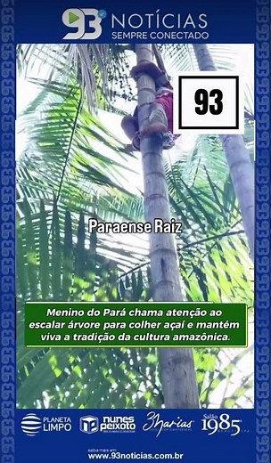 🌴🍇 Açaí: tradição que começa cedo na Amazônia paraense