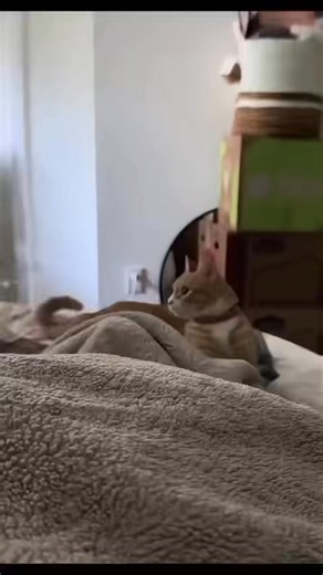 13K views · 316 reactions | Day 742: The snake still haunts me. I will catch it. One day… | Roar Wildlife News | Facebook