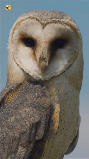 Barn Owl Sounds (Close-Up of a Mysterious Night Hunter)