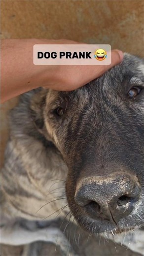 DOG PRANK😂🦮 #dog #prank #shorts #video