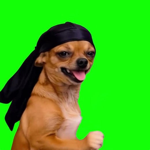 Dog King Nasir Dance meme - Green Screen