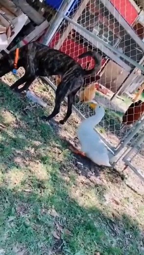 ▶️Weeememes◀️ | Follow for more weee🤣👍 . . Credit📸 : @wee.zone, Tiktok funnyvids2k21 . .... | Instagram