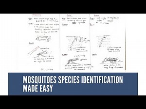Mosquitoes species identification made easy