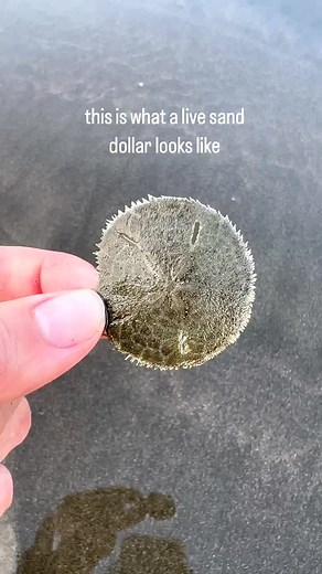 Identifying Live Sand Dollars: Tips and Tricks