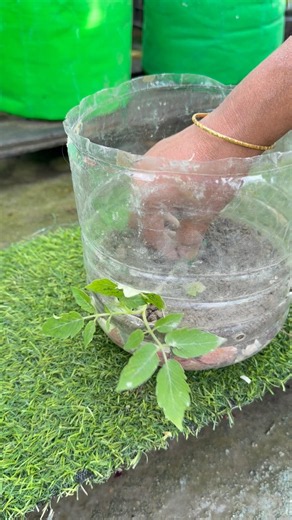 Grow Tomatoes upside down techniques in a used gallon pot #tomato #garden #shorts #farming