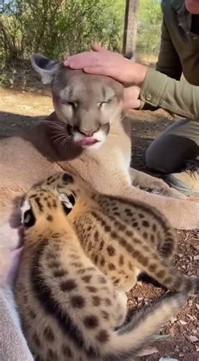 Puma Shows Love to Caretaker While Feeding Cubs 🐆❤️