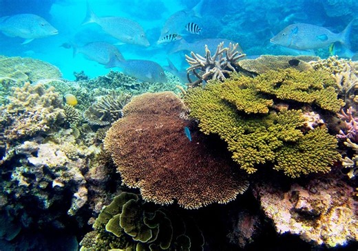 As Climate Change and Pollution Imperil Coral Reefs, Scientists Are Deep-Freezing Corals to Repopulate Future Oceans