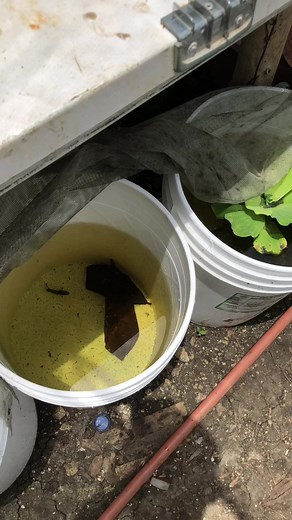 Como reproducir peces betas rápido fácil y sencillo #bettas #reproduccion | Platino Bettas