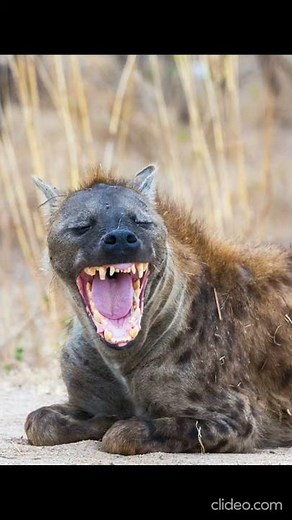 Hyena Laughing Sound