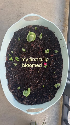 Discover the Surprising Beauty of Tulip Colors