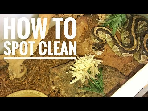 How To PROPERLY Spot Clean A Snake Enclosure