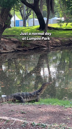 Just a normal day at Lumpini Park. Water monitor lizards casually roaming around 😂🦎 #lumpinipark #watermonitor #foryou #fyppppppppppppppppppppppp #fyp