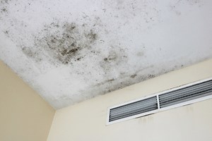 Do Anti-Mold Paints Really Work? (Apply It the Right Way!)