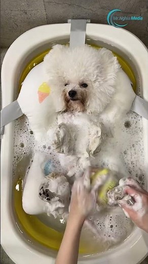 Revolutionize Pet Grooming with These Simple Bathing Hacks