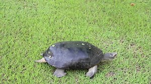 Soft-shell Turtles Family Trionychidae Graden Try: stockbeeldmateriaal en -video's (rechtenvrij) 17802931 | Shutterstock