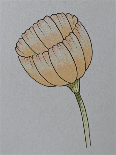 cosmos Flower drawing | Flower Drawing