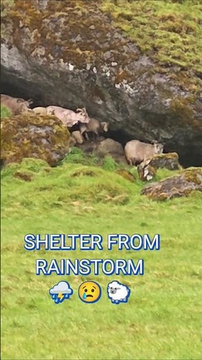 Icelandic Sheep Seeking Shelter From the Storm 🐑🌧️