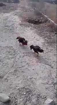Aseel Murga Fight in Punjab Pakistan | Rooster Fight