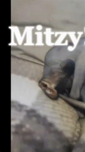 my superrr Cat, Mitzy!