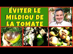 Mildiou de la tomate - Comment l'éviter ?