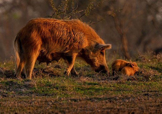 Feral hogs are one of Texas's most destructive invasive species. They destroy native grasses, reduce forage for cattle and wildlife, disrupt soil, and impact water quality. Their rapid reproduction makes population control challenging. To address these land management concerns, our science team conducts long-term research on their behavior, disease risks, and movement patterns across South Texas. What we learn will benefit landowners and managers in South Texas and beyond. #EastFoundation #South