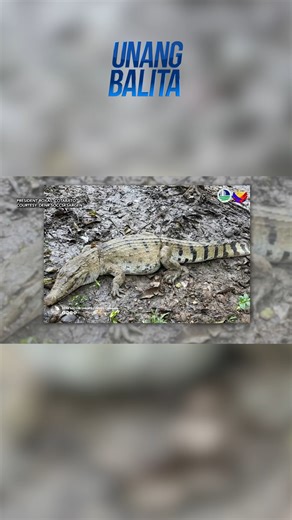 227K views · 1.1K reactions | Philippine crocodile na namataan sa isang sapa sa President Roxas, Cotabato, nailigtas #shorts | Unang Balita | GMA News | Facebook