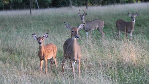 Wisconsin deer harvest in 2024 trending higher than last year