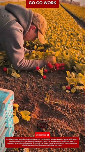 Manual Beetroot Harvesting Technique for Gathering Fresh Root Vegetables