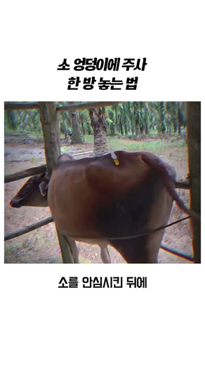 소 엉덩이에 주사 한 방 놓는 법