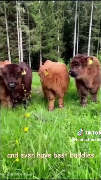 Cow : Meet the Friendly Giants of the Farm #funfactforkids #shortvideo Get ready to explore the wonderful world of cows, the friendly giants of the farm! In this fun and educational video, we'll share some fascinating facts about these gentle creatures that kids will love. From their unique personalities to their amazing abilities, cows are truly remarkable animals. Watch till the end to discover some surprising cow trivia! Join us on this exciting adventure and become a cow expert in no time! D