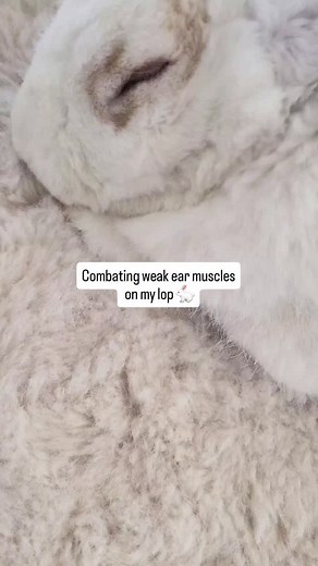 5.7K views · 10 comments | This may surprise: lop eared rabbits...