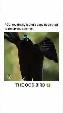 The OCD bird #shorts #ocd #birds #funto