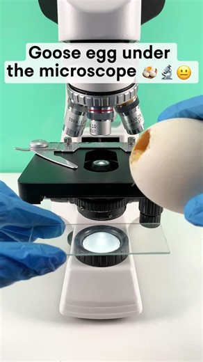Would you eat a goose egg after seeing it under a microscope?#undermicroscope #microscope #fyp #tiktok