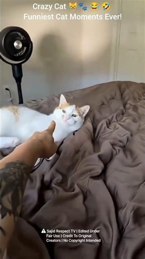Crazy Cat 😹🐾 | Funniest Cat Moments Ever!