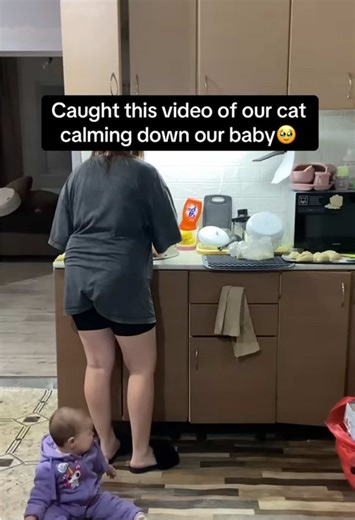 The Cat's Hilarious Reaction to Its Assignment