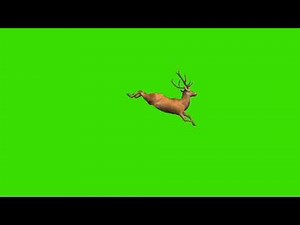 Deer run jump || Green screen deer running and jumping || Deer jump || chroma key | deer run | #deer