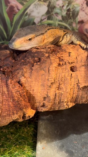 5.4K views · 251 reactions | Loving my dinosaur | The Legend Lizards | Facebook