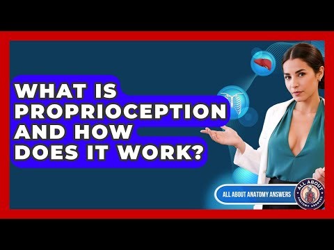 What Is Proprioception And How Does It Work? - All About Anatomy Answers