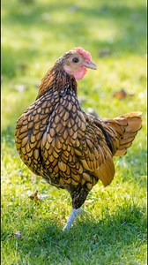 Tiny bird. Big runway energy. 💅🐔 This is a Sebright bantam, famous for its “laced” plumage, where each feather is outlined like it was hand-inked. Fun twist: Sebright roosters are hen-feathered, so they keep that sleek, rounded look instead of the long, pointy “rooster” feathers. #Sebright #BackyardChickens #ChickenLife #Bantam #Homesteading #FarmLife | Discvr Blog