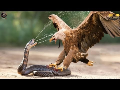 Dangerous Clash: Bald Eagle vs King Cobra Battle – Who Wins?