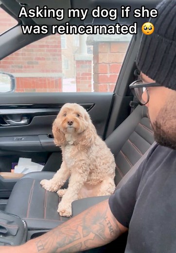 Luna the Mini Cockapoo: A Psychic Dog Encounter