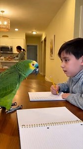 Math class with this parrot is NOT forgiving 😂🦜📚 One wrong answer… and the roast begins! 🦜 “Alright… math time! Pop quiz!” 🦜 “What is 8 × 6?” 👦 “Umm… 42?” 🦜 “Forty-two?! That’s a crime against numbers!” 🦜 “Go study again before the calculator files a complaint!” 😄 #ParrotComedy #FunnyAnimals #humor #TalkingParrot #Funimals | Funimals