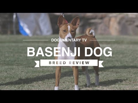Basenji breed review