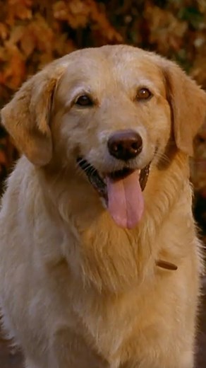 Freeform | "you miss 100% of the shots you don't take" — air bud | Instagram