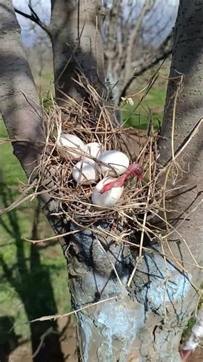 Bird nest ☺️🎉 in tree in spring season in Kashmir India