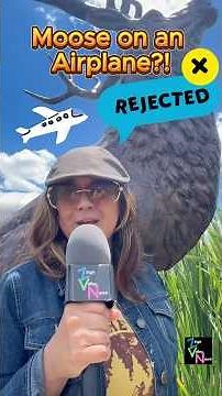 Weird Laws in America Maine's Law on Pushing a Moose Out of A Moving Airplane