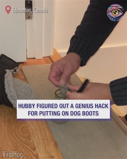 How to put on dog boots easily | Bright Side